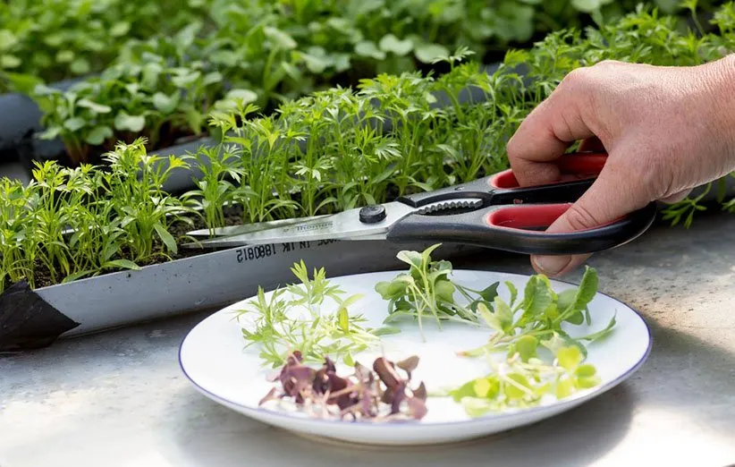 باغچه کنار پنجره