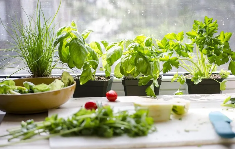 باغچه کنار پنجره