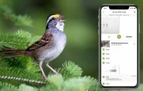 صدای پرندگان