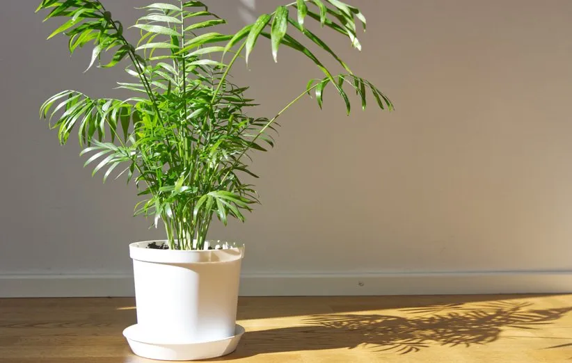 نخل شامادورا الگانس