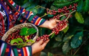 راهنمای کامل خرید دانه‌ی قهوه؛ نکات خرید و پرفروش‌ترین برندها