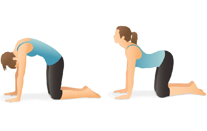 حرکت گربه و گاو