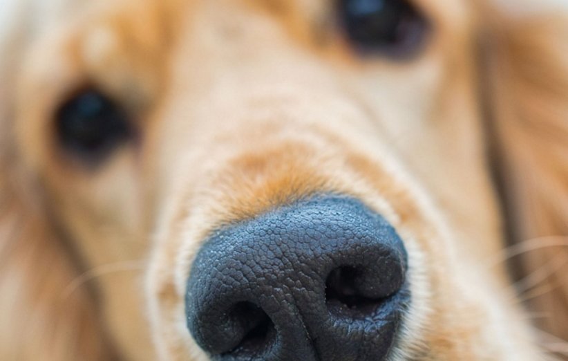 ارتباطات عصبی بین بخش بینایی و بویایی سگ‌ها