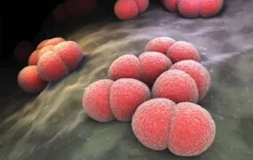 بیماری مننژیت