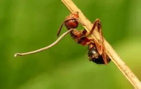 داستان انگل‌هایی که مغز قربانی را کنترل می‌کنند!