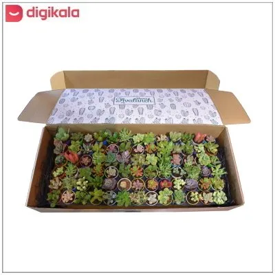 گیاه طبیعی کاکتوس انگشتی کد P.A.027 مجموعه 78 عددی