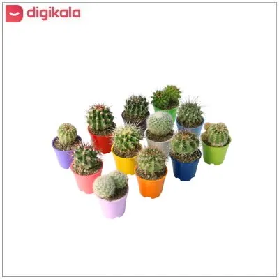 گیاه طبیعی کاکتوس آیدین کاکتوس کد CB-008 بسته 12 عددی