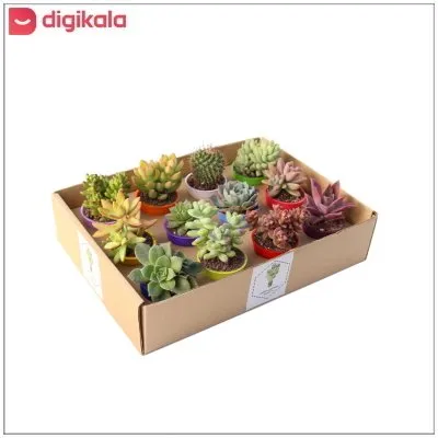 گیاه طبیعی کاکتوس و ساکولنت آیدین کاکتوس کد CB-009 بسته 12 عددی