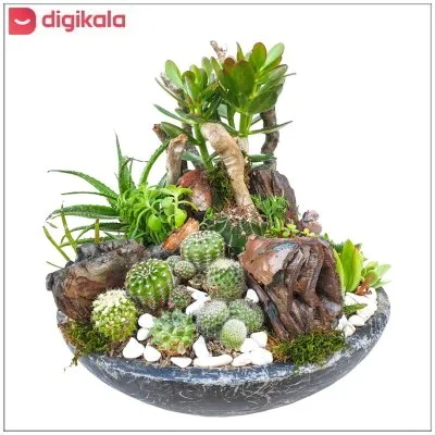 گیاه طبیعی کاکتوس مدل MK-99006