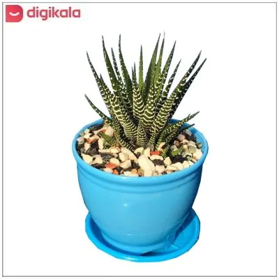 گیاه طبیعی کاکتوس هاورتیا گورخری مدل GKH-22