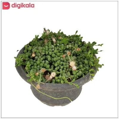 گیاه طبیعی کاکتوس غوره‌ای کد yt13