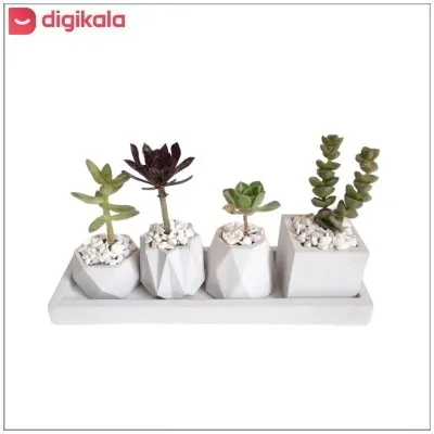 گیاه طبیعی کاکتوس و ساکولنت کد 003 مجموعه 5 عددی