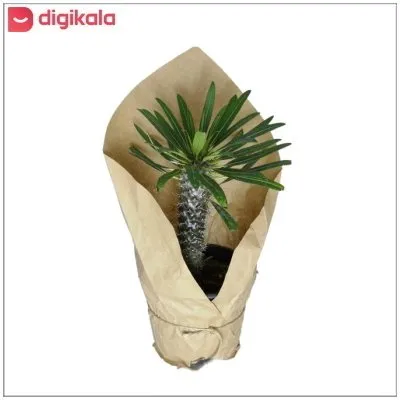 گیاه طبیعی نخل ماداگاسکار کد qq16