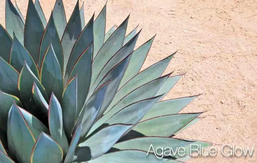 بلو گلو از نوع آگاو