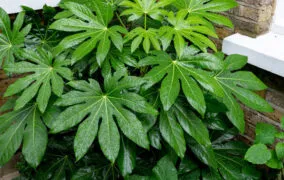 آرالیای برگ‌پهن