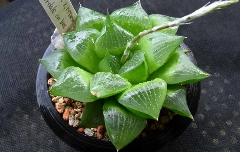 کاکتوس ستاره ای