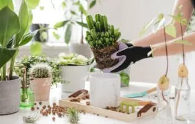 خراب شدن گیاهان آپارتمانی