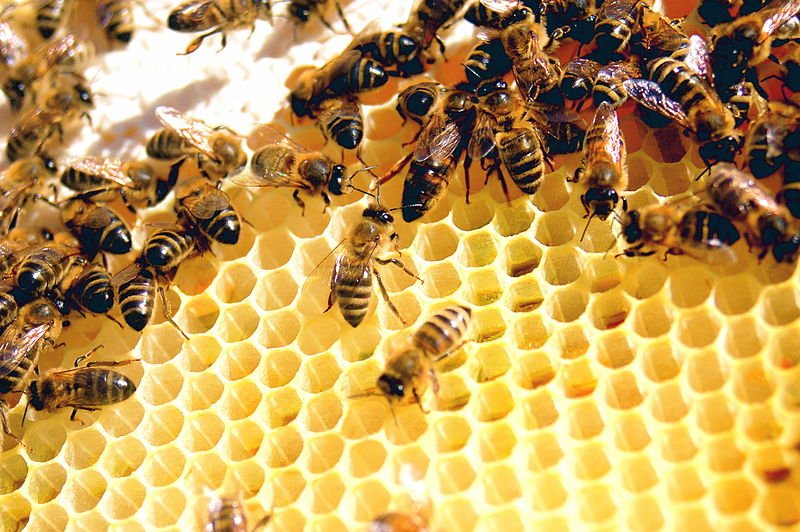 خویش‌گزینی میان زنبورها