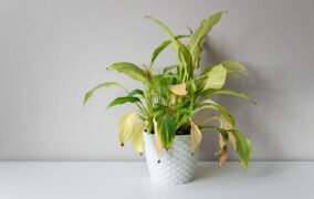 دلایل زرد شدن برگ گیاهان آپارتمانی