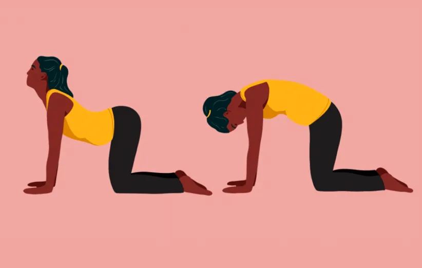 حرکت گربه و گاو