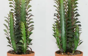 افوربیا تریگونا