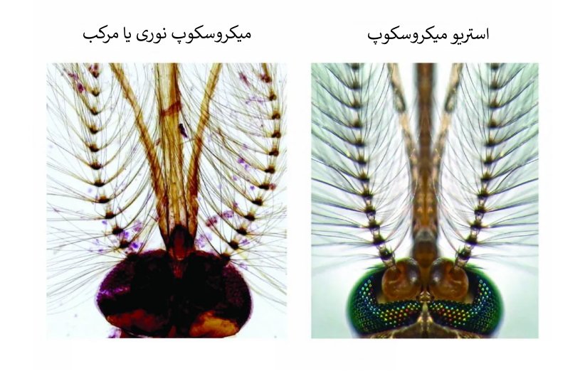 سر پشه در زیر میکروسکوپ نوری و استریو