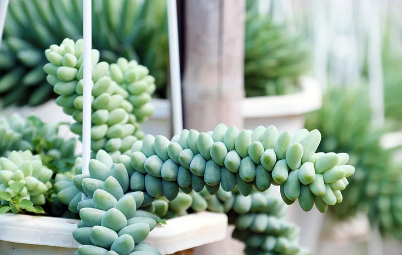 گیاه دم‌الاغی