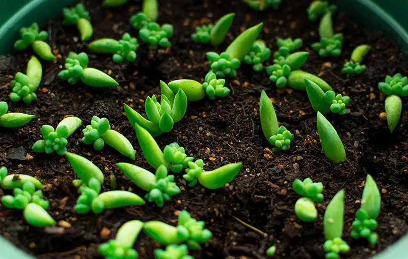 گیاه دم‌الاغی