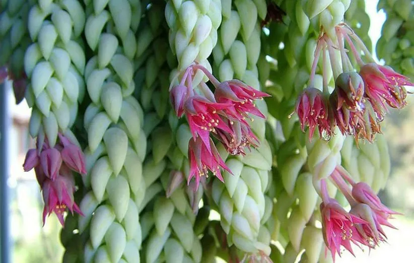 گیاه دم‌الاغی