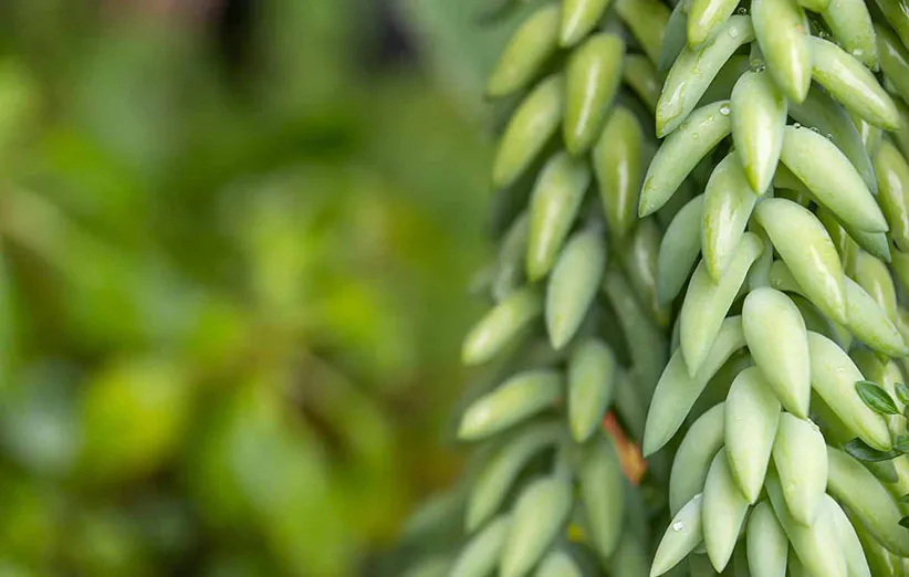 گیاه دم‌الاغی