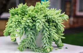 گیاه دم‌الاغی