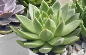 گیاه اچوریا