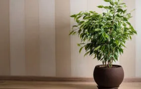 فیکوس بنجامین