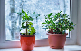 مراقبت زمستانی از گیاهان آپارتمانی