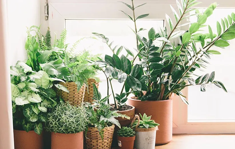 مراقبت زمستانی از گیاهان آپارتمانی