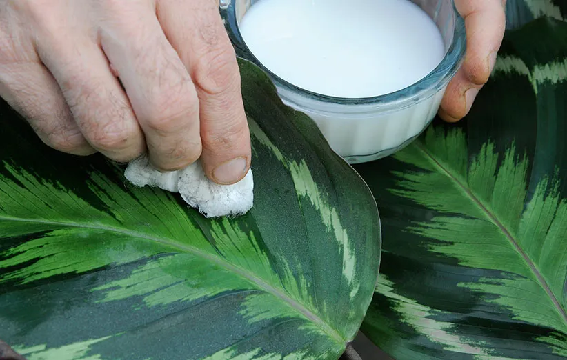 مراقبت زمستانی از گیاهان آپارتمانی