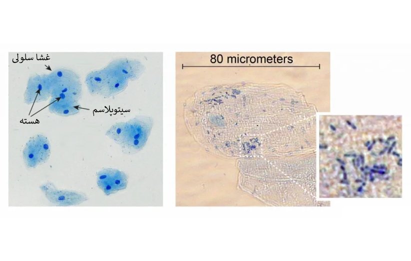 ۸ ساختار شگفت‌انگیز که می‌توانید با میکروسکوپ ببینید