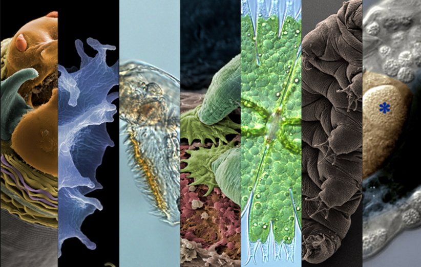 7 ساختار شگفت‌انگیز که می‌توانید با میکروسکوپ ببینید!