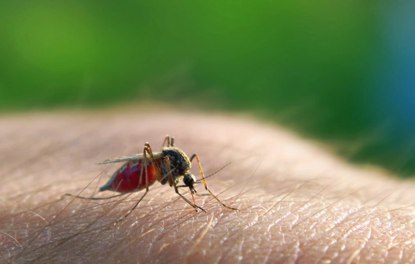 چرا پشه‌ها برخی افراد را بیشتر از دیگران نیش می‌زنند