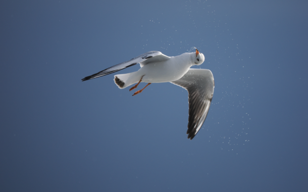 بهترین دوربینهای 2022