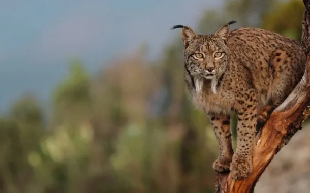 بهترین دوربینهای 2022