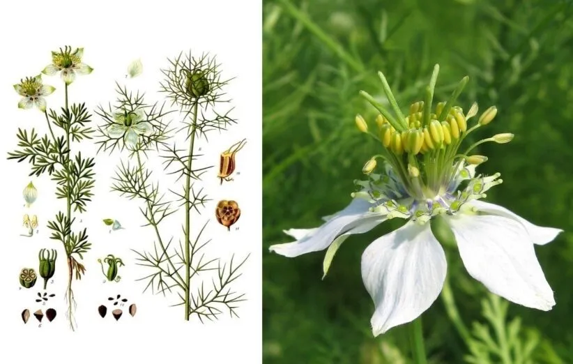 طریقه مصرف سیاه دانه