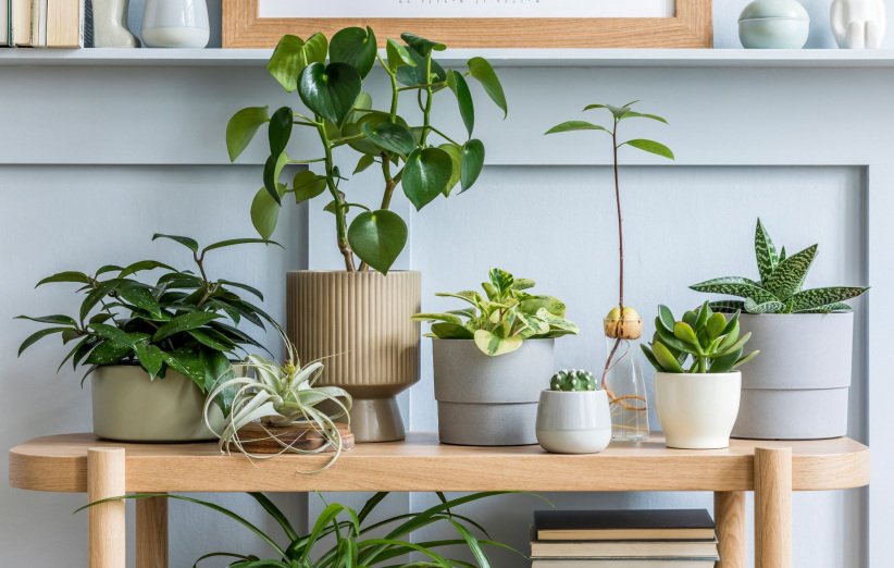 گیاهان آپارتمانی تصفیه‌کننده‌ی هوا