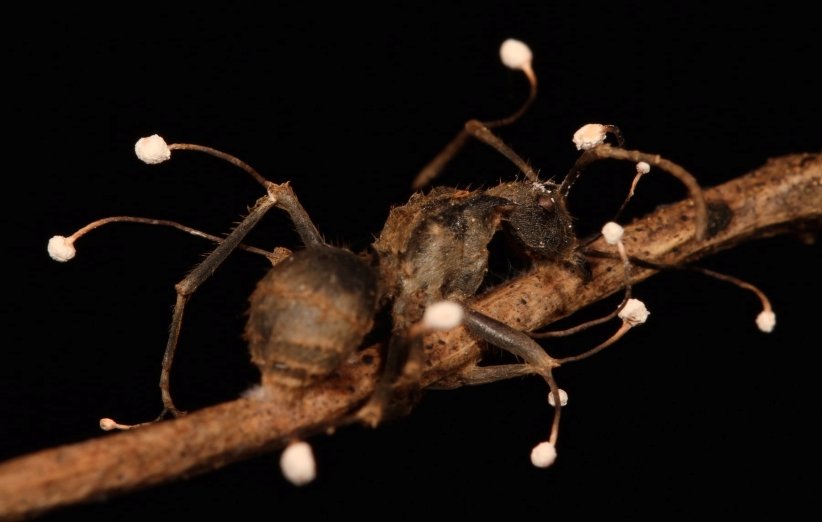 مورچه زامبی آلوده شده با قارچ زامبی کننده