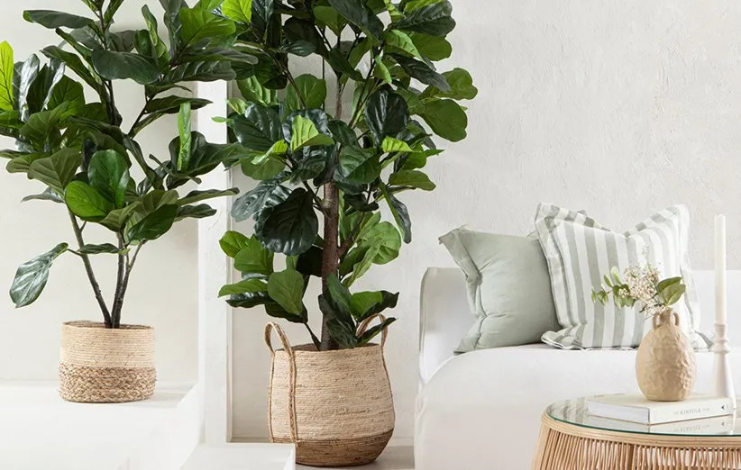 گیاه فوکوس آفریقایی