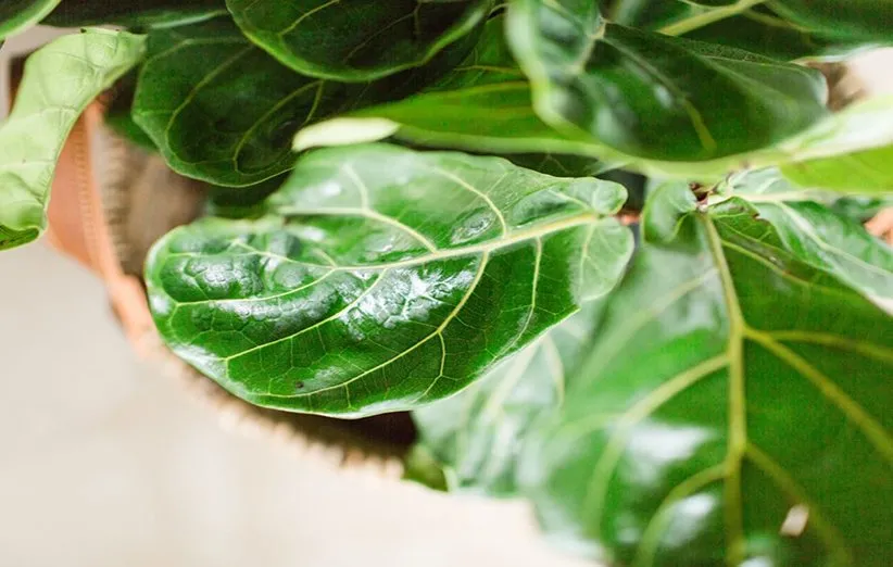 آفت‌های رایج فیکوس لیراتا