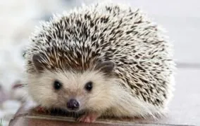 رمان «ظرافت جوجه تیغی»