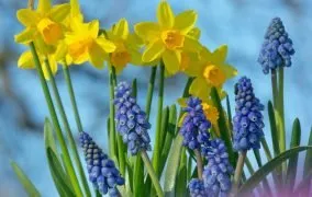 8 پیشنهاد کاشت بذر گل برای عید نوروز 1403