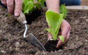 14 وسیله‌ی باغبانی که نگهداری از گل و گیاهان را در خانه آسان‌تر می‌کنند