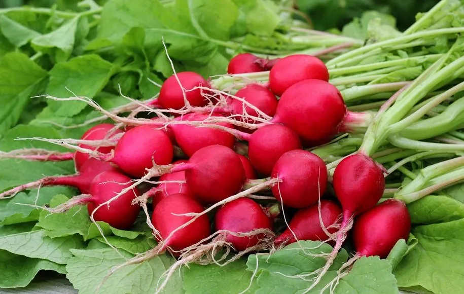 ترب - ابرغذاهای بهاری